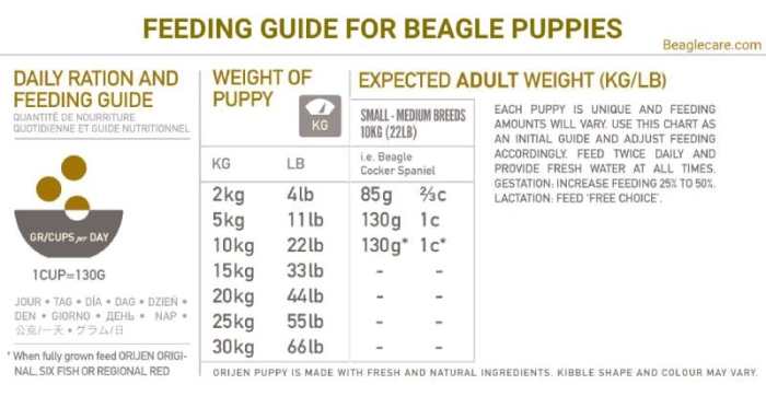 Beagles nutrition facts food